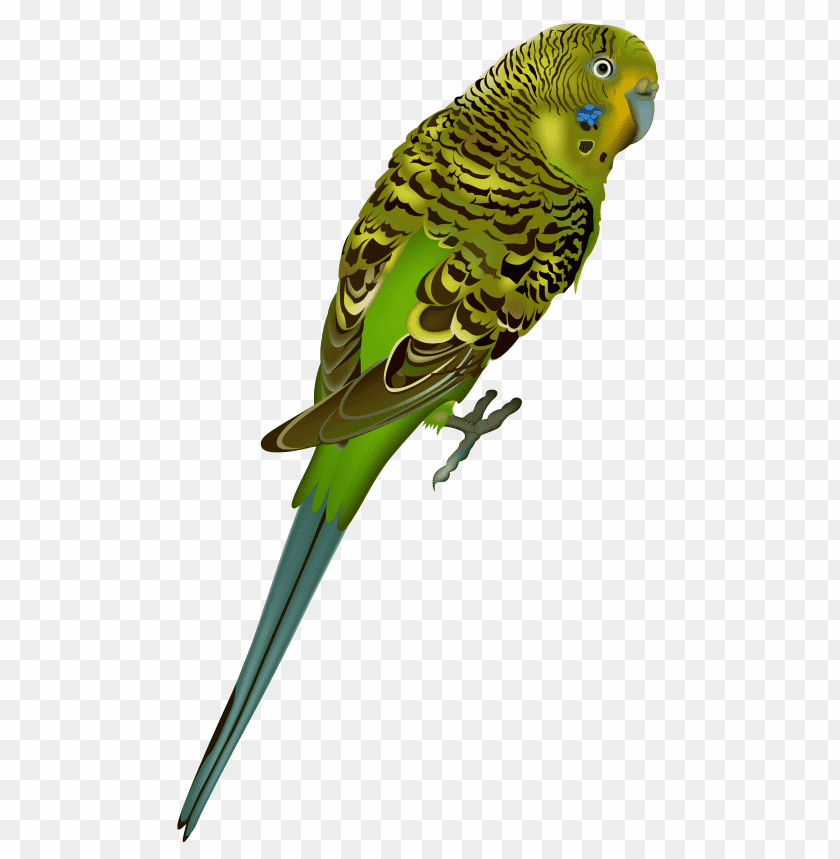 Colorful green parrot with intricate feather patterns perched on a branch PNG