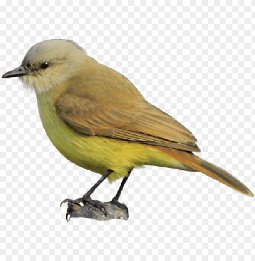 A small, colorful bird with a yellow belly and brown wings PNG