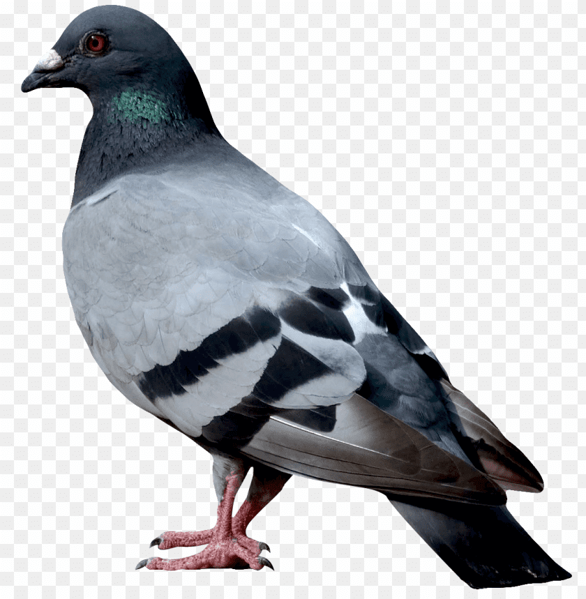 Side view of a gray pigeon with black stripes and green neck feathers PNG