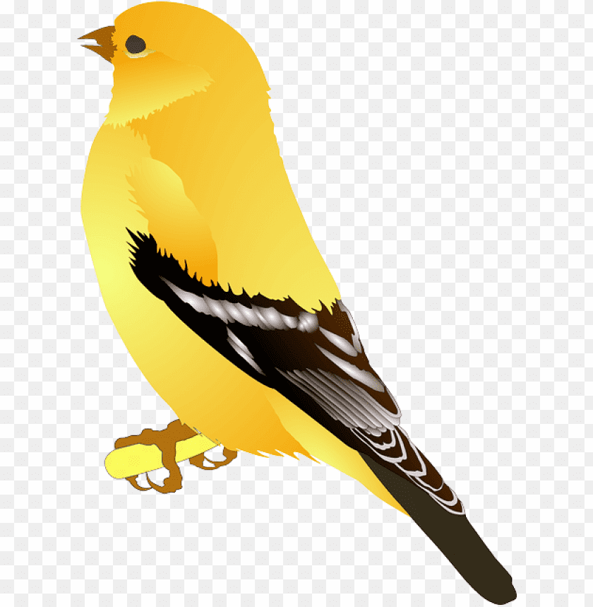 Illustration of a bright yellow bird with black wings PNG