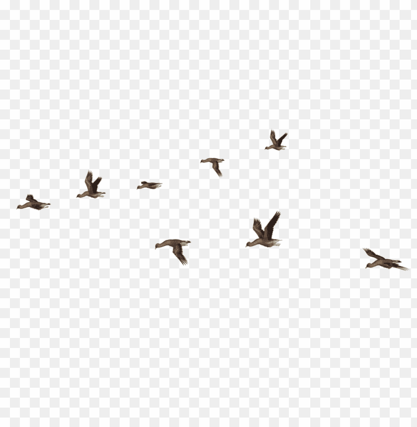 A flock of birds flying in formation against a transparent background PNG