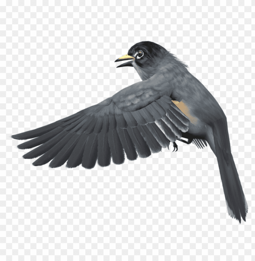 A dark-colored bird with outstretched wings, flying gracefully PNG