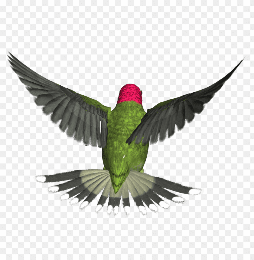 Colorful hummingbird in mid-flight with spread wings PNG