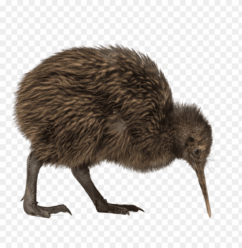 A kiwi bird with brown feathers standing and looking dow PNG