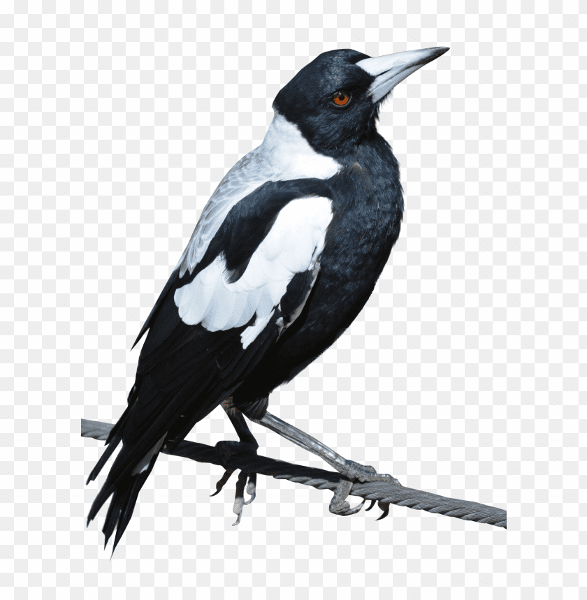 A black and white magpie perched on a wire PNG