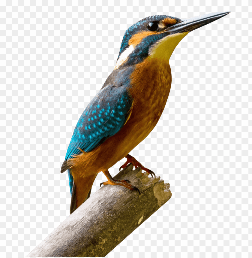 Colorful kingfisher bird perched on a branch with vibrant plumage PNG