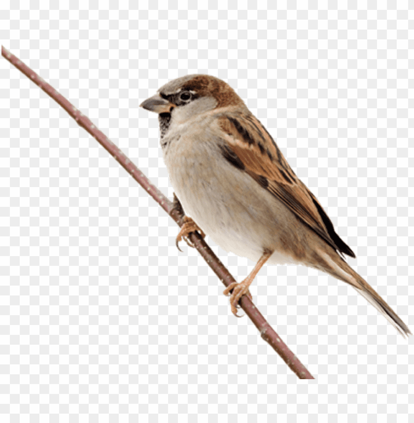 A sparrow perched on a branch, showcasing its detailed feathers PNG