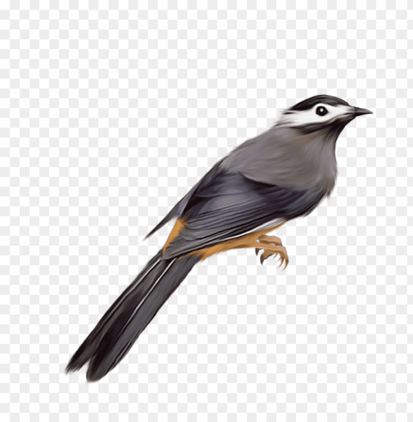 Detailed illustration of a bird with gray and white feathers, perched elegantly PNG