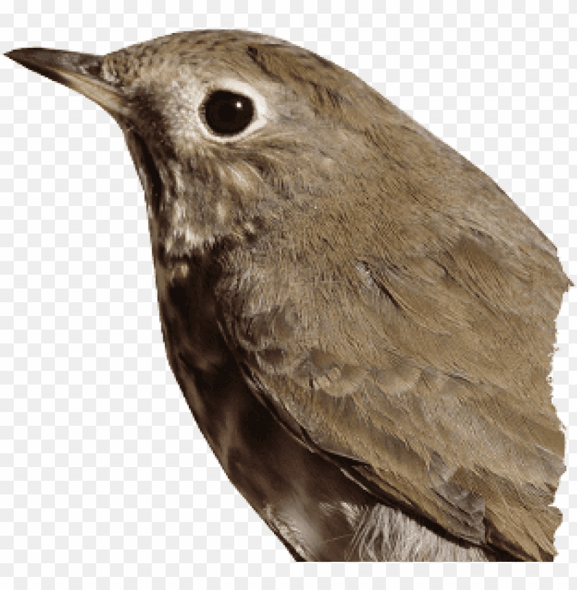 Close-up of a small brown bird with a pointed beak and large eye PNG