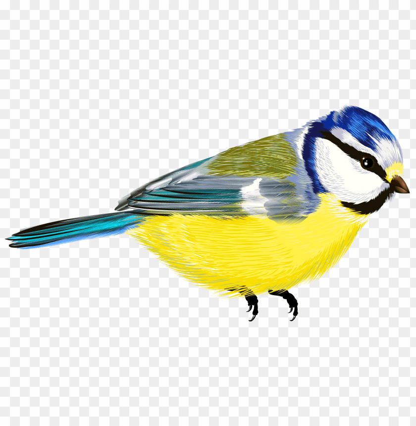 A colorful blue and yellow bird perched, showcasing its vibrant feathers PNG