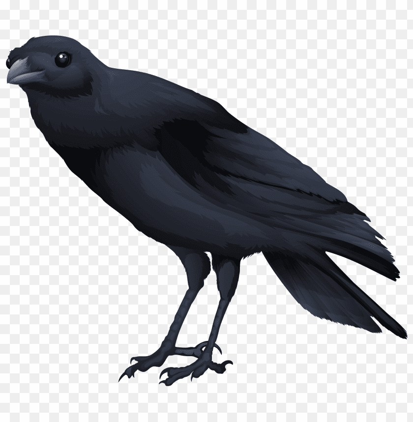 Stylized black crow standing with its wings slightly ope PNG