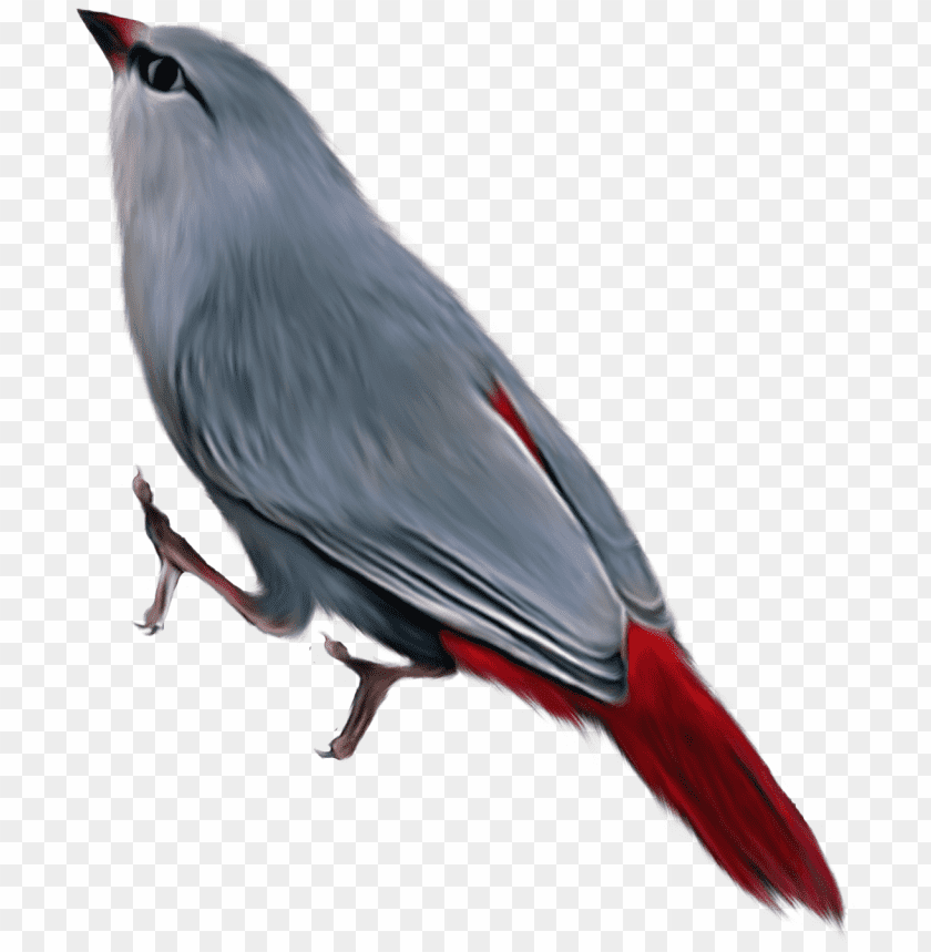 Illustration of a gray bird with a red tail, side view PNG