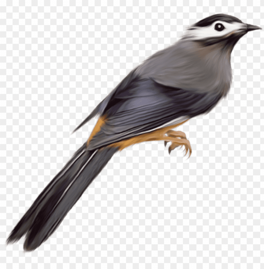 A detailed illustration of a small bird with gray and orange feathers PNG