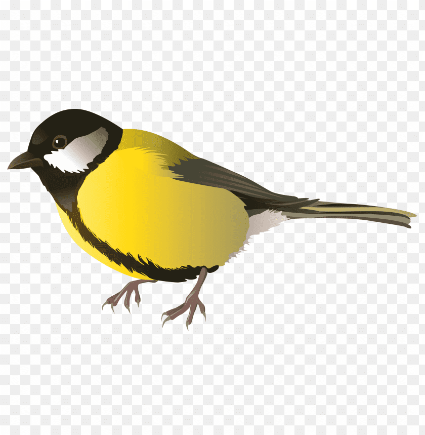 Illustration of a yellow and black bird with a white belly PNG