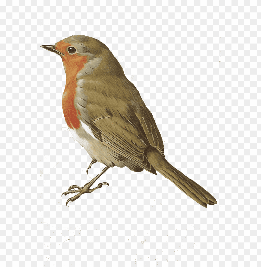 A detailed illustration of a small bird with a reddish breast PNG