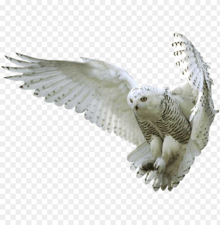 A snowy owl in flight with open wings against a transparent background PNG