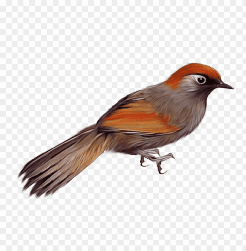 A colorful bird with orange and brown feathers, perched with a curious expressio PNG