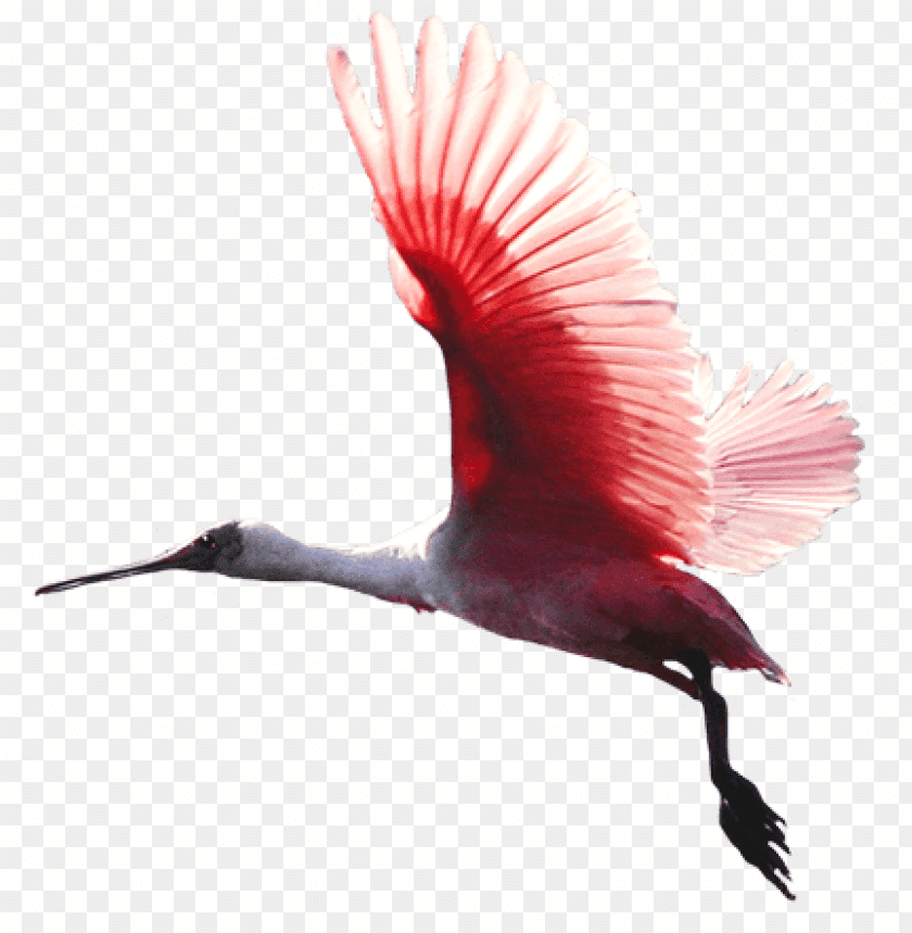 A pink bird in flight showcasing its vibrant wings PNG