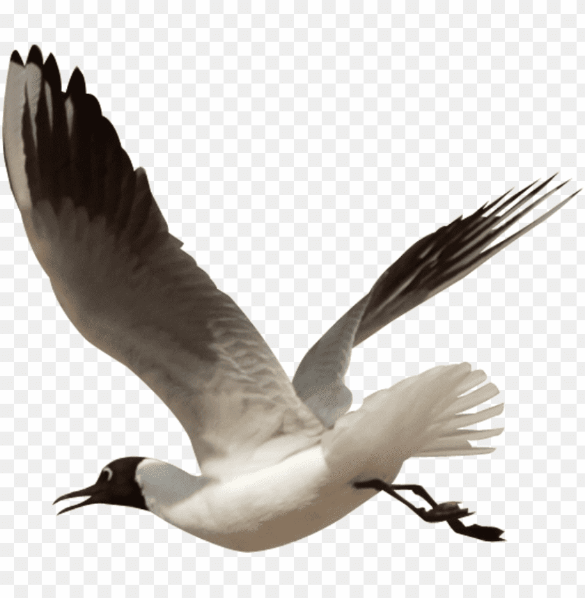 A flying bird with black head and white wings soaring through the sky PNG