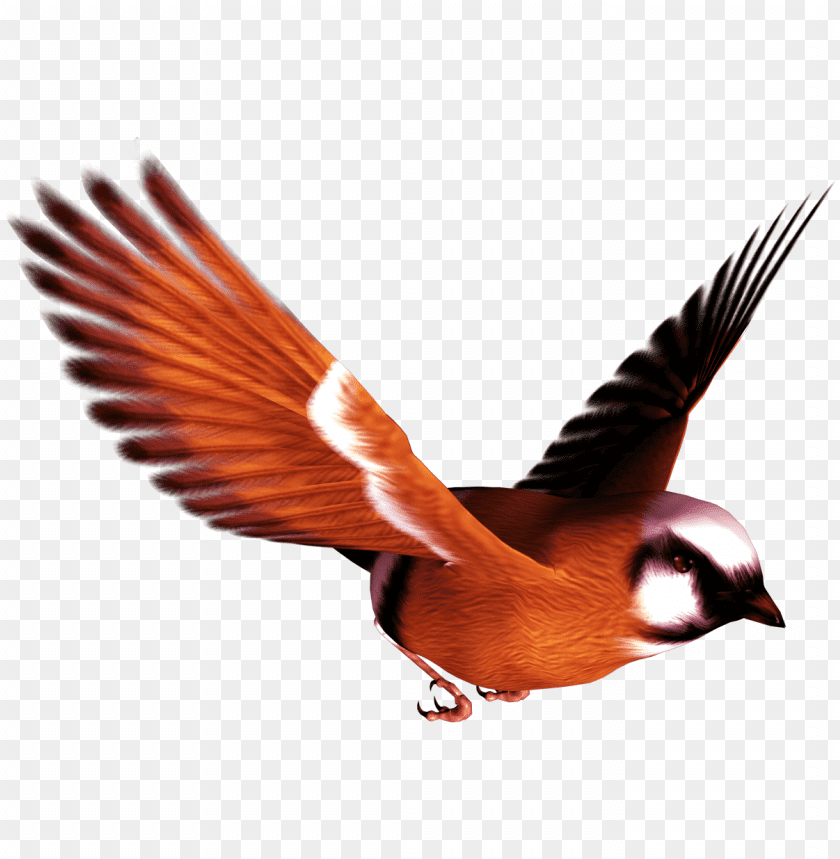 A vibrant bird with orange wings soaring through the air PNG