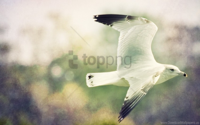 Birds Blurred Flight Sky Wings Wallpaper PNG Transparent Background