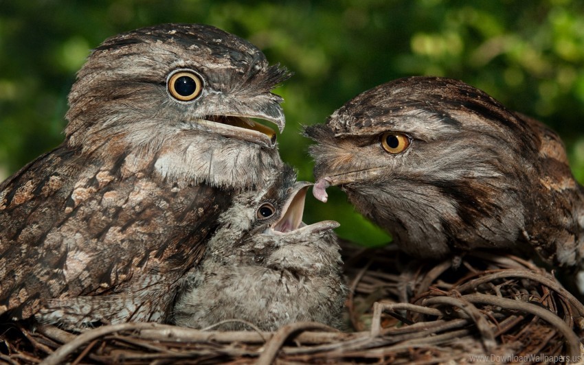 Birds Caring Prey Tawny Frogmouth Wallpaper PNG Transparent Background