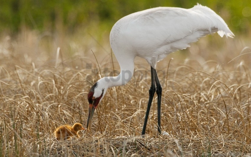 Birds Chick Grass Nest Progeny White Crane Wallpaper PNG Transparent Background