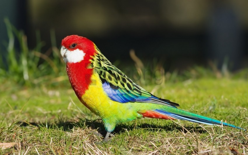 colorful bird, nature, vibrant feathers, green grass, wildlife photography, Australian parrot, rainbow colors