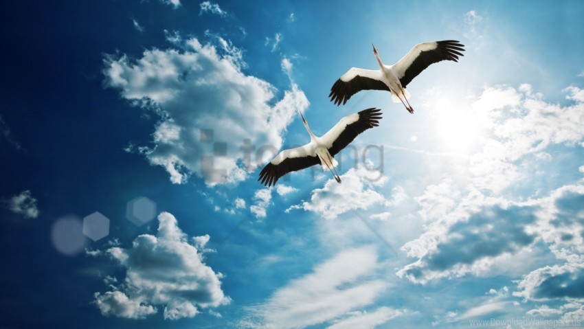 Birds Cranes Flying Sky Wallpaper PNG Transparent Background