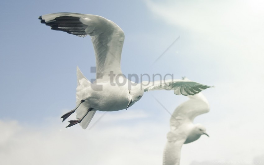 Birds Flap Flying Seagulls Sky Wings Wallpaper PNG Transparent Background