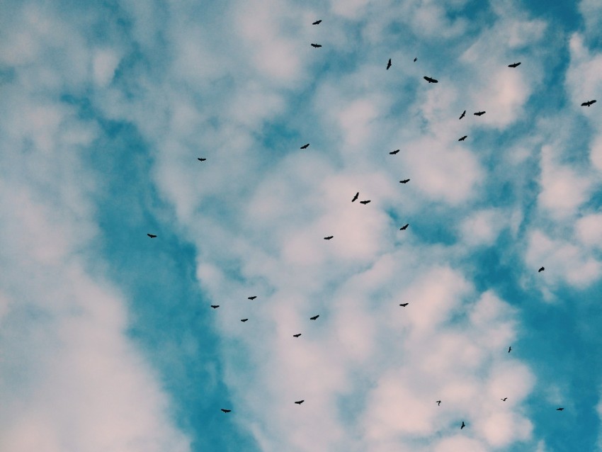 birds, flock, sky, clouds