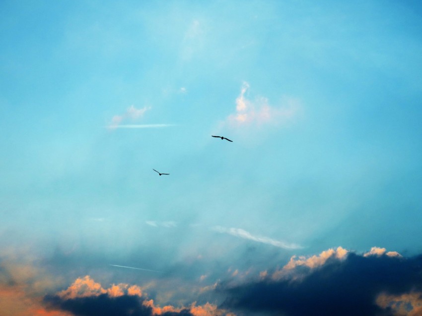 birds, silhouettes, flight, sky, clouds