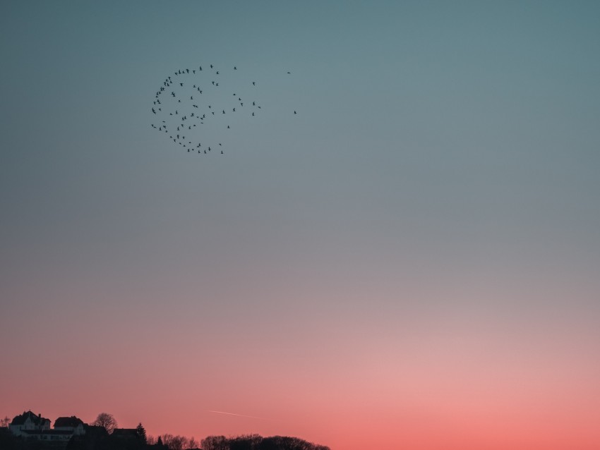 birds, sky, flight, flock