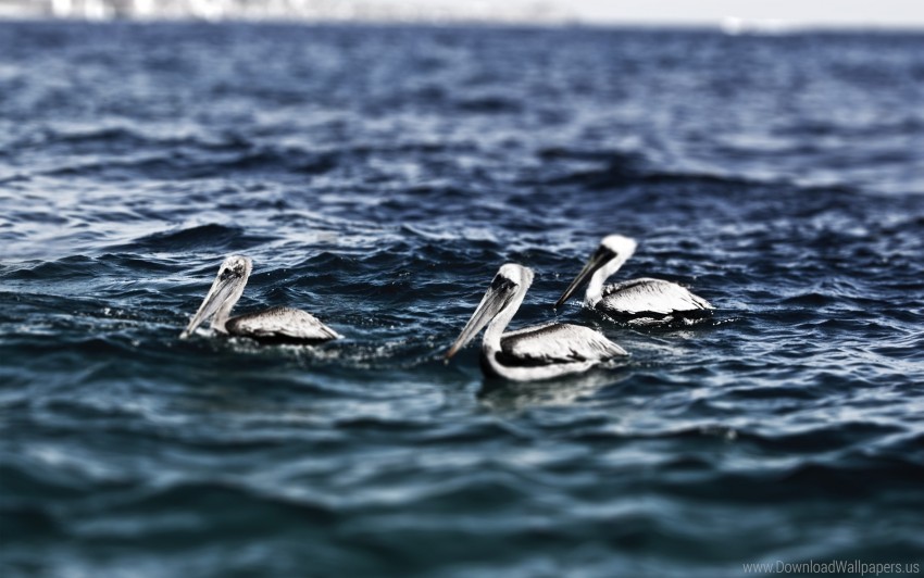 Birds Swim Water Wallpaper PNG Transparent Background