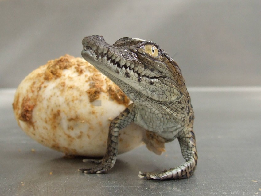 Birth Crocodile Egg Hatch Wallpaper PNG Transparent Background