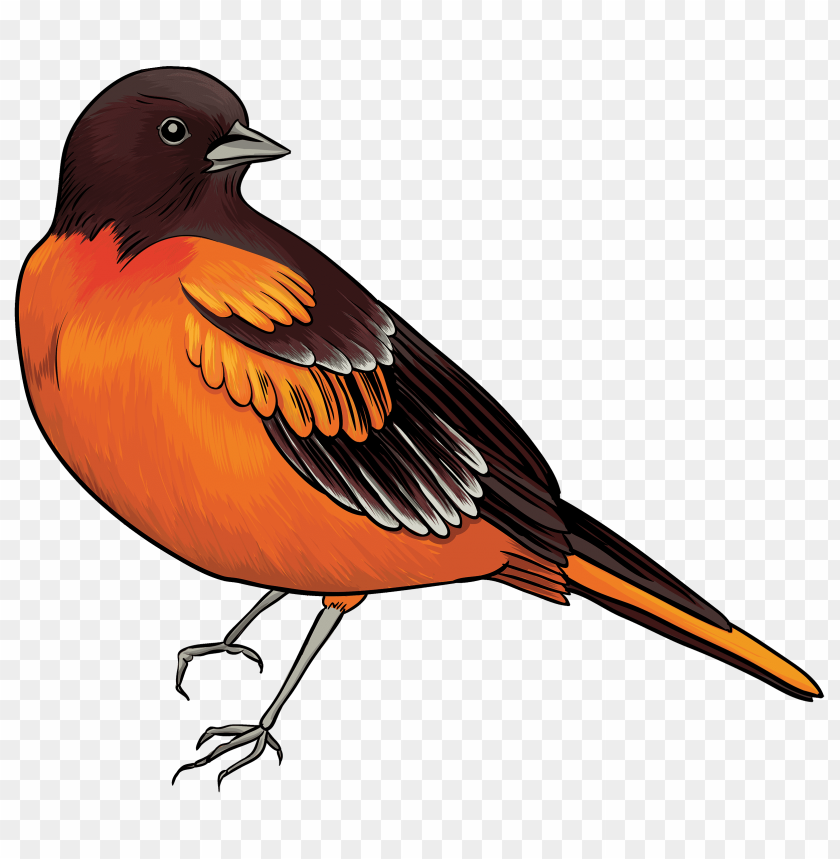 bird, black, orange