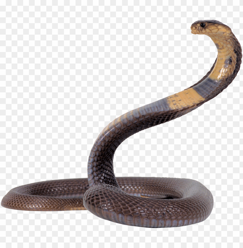 
snake
, 
reptile
, 
animal
, 
dangerous
, 
poisonous
, 
venomous
, 
angry
