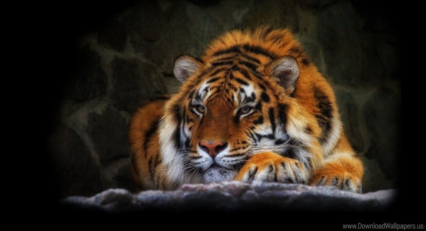 tiger, wildlife, big cats, animal portrait, orange fur, nature, outdoor habitat