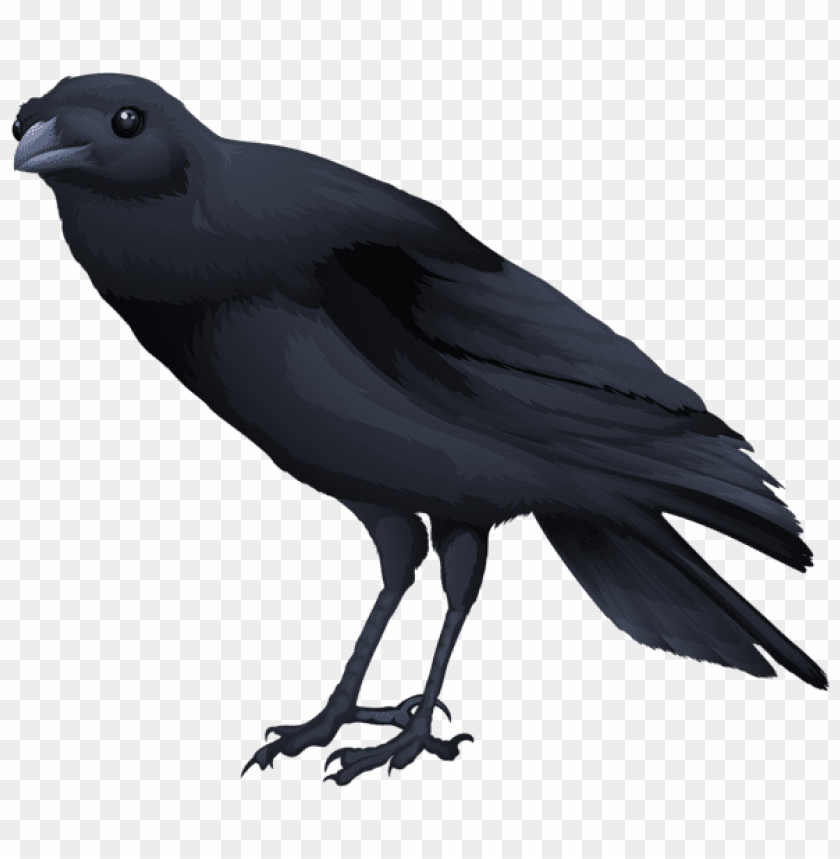 birds png ,bird