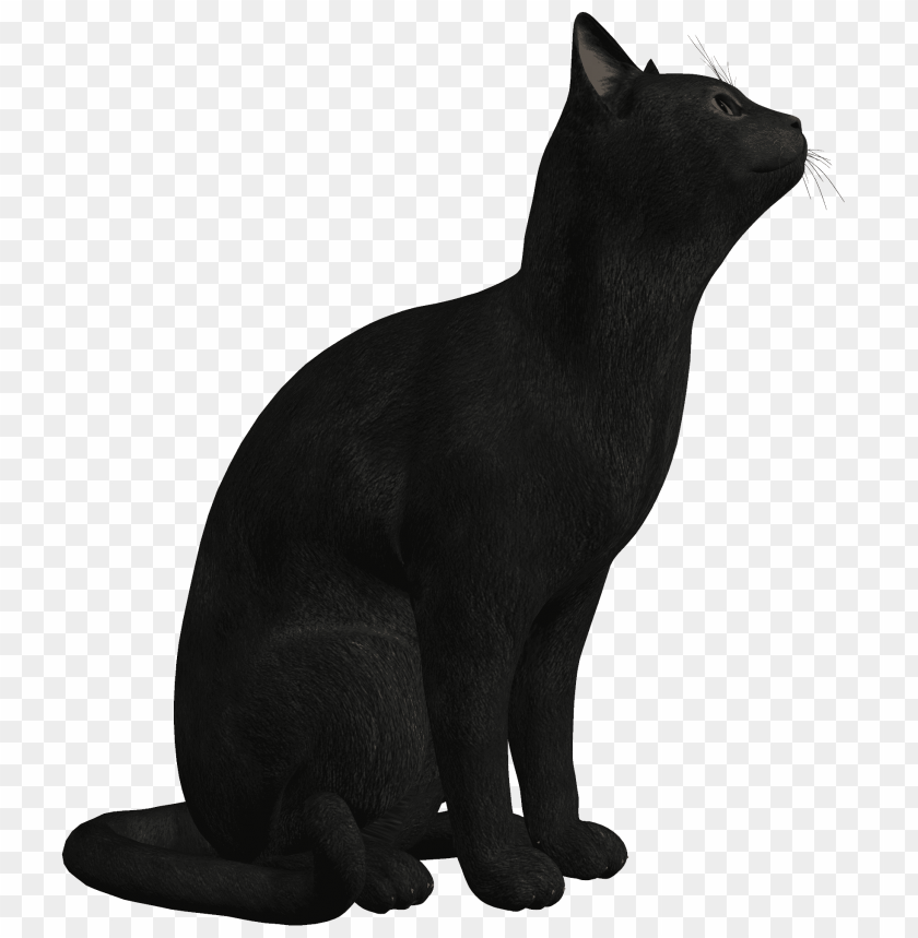 black, cat