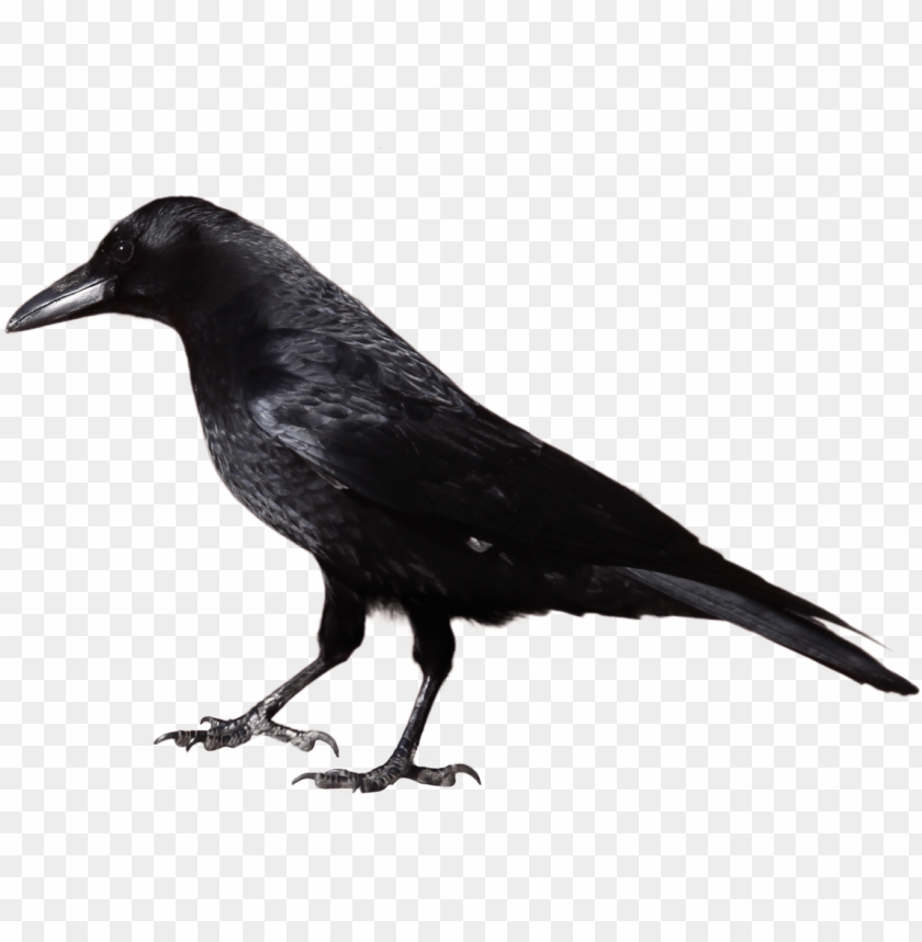 
crow
, 
black crow
, 
black crow standing
