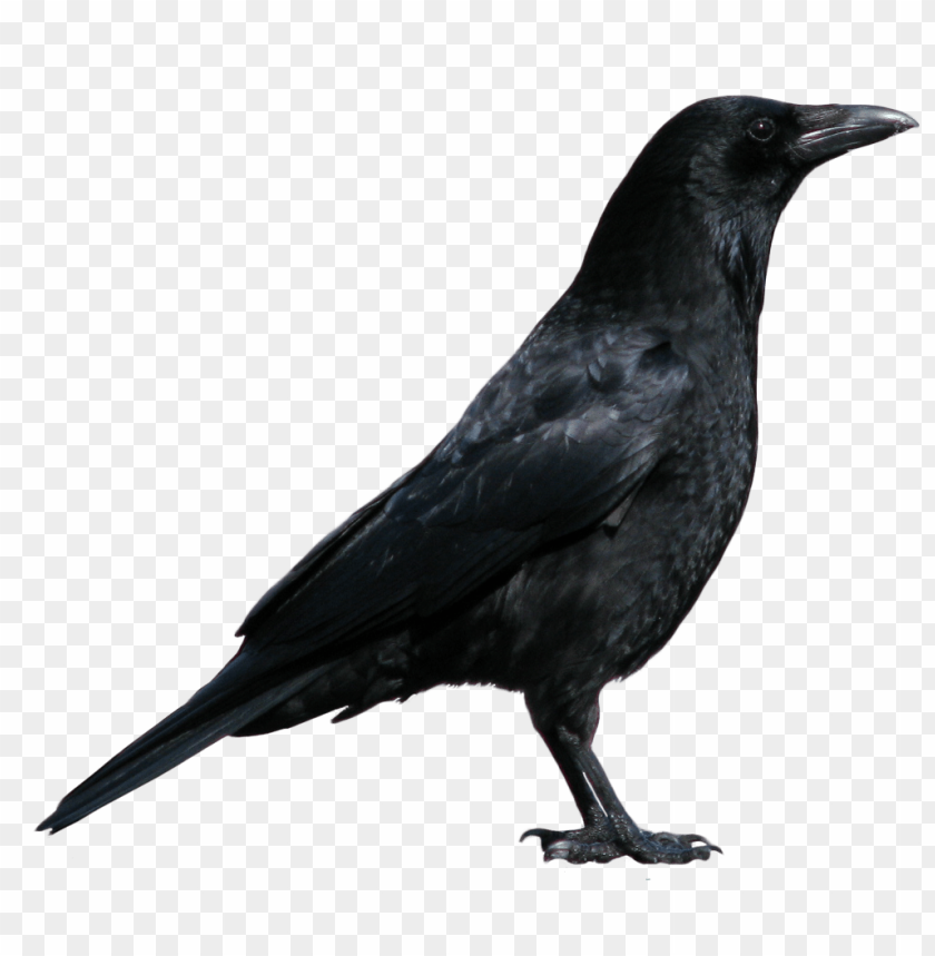 
crow
, 
black crow
, 
black crow standing
