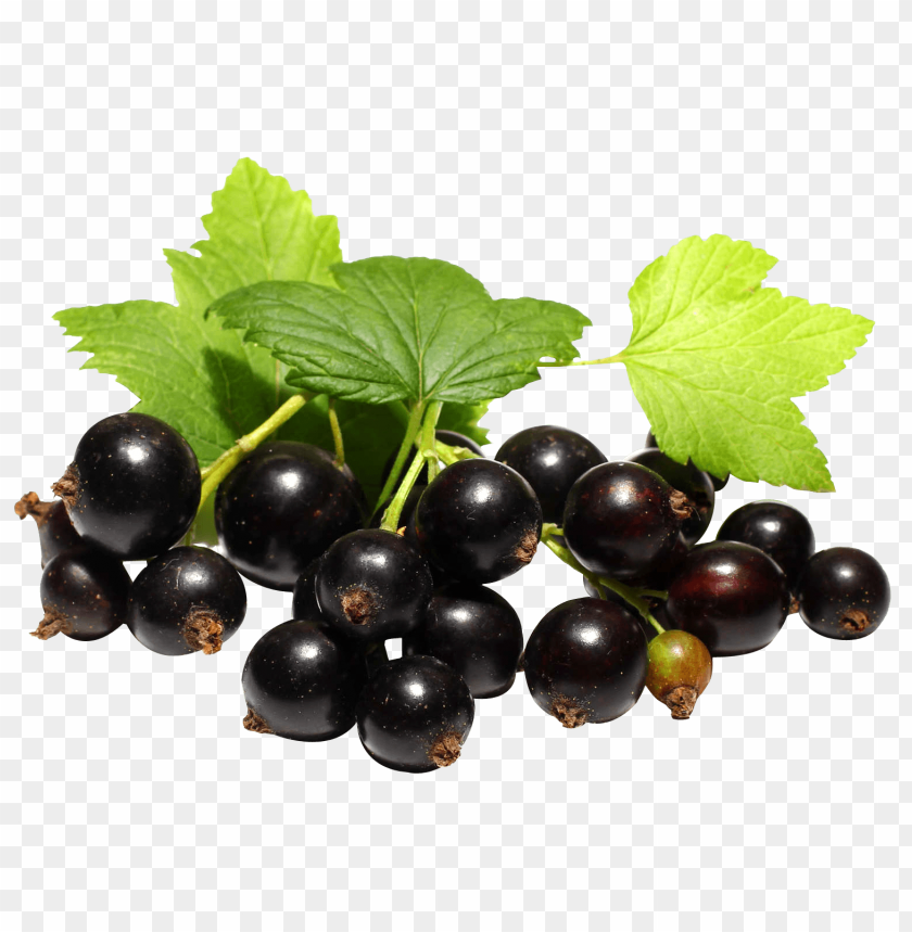 fruits, berry, berries, black currant, currants