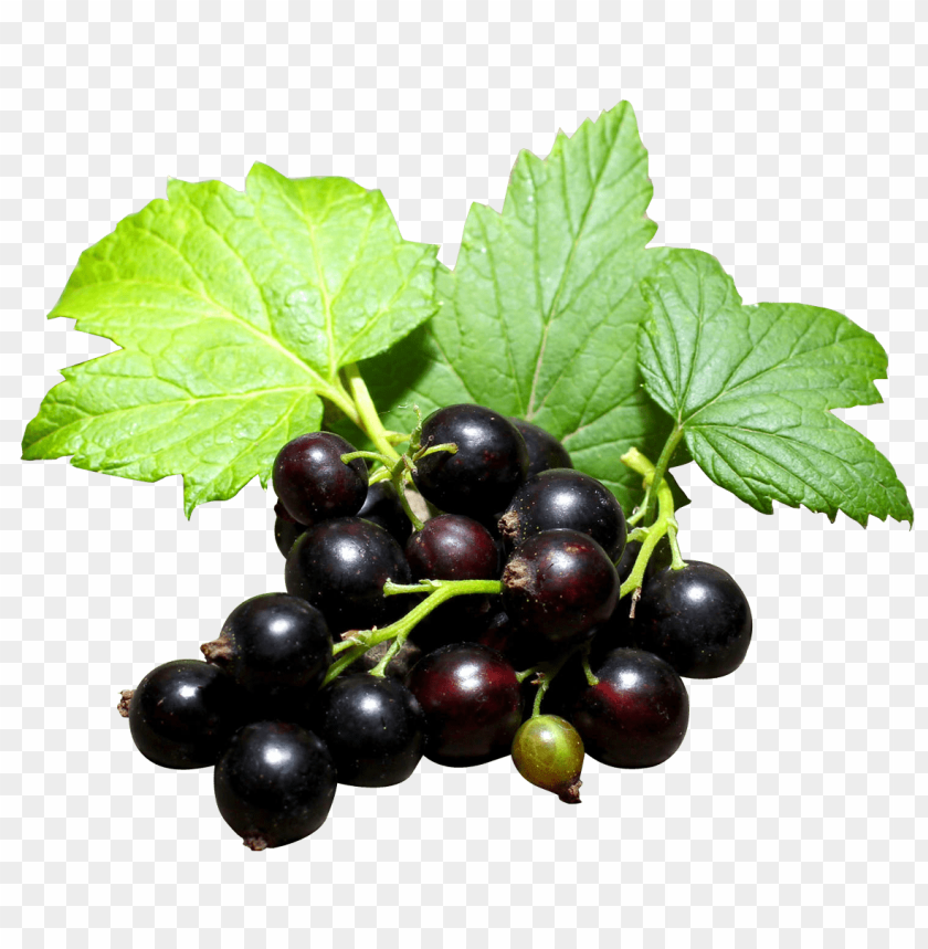 
fruits
, 
berry
, 
berries
, 
black currant
, 
currants
