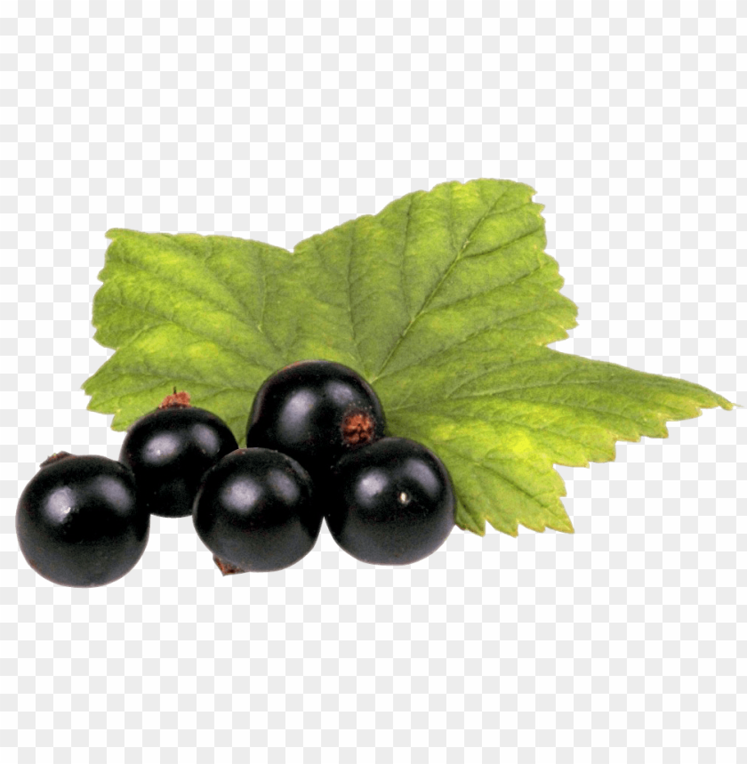 blackcurrant, health benefits, recipes, gardening, nutrition