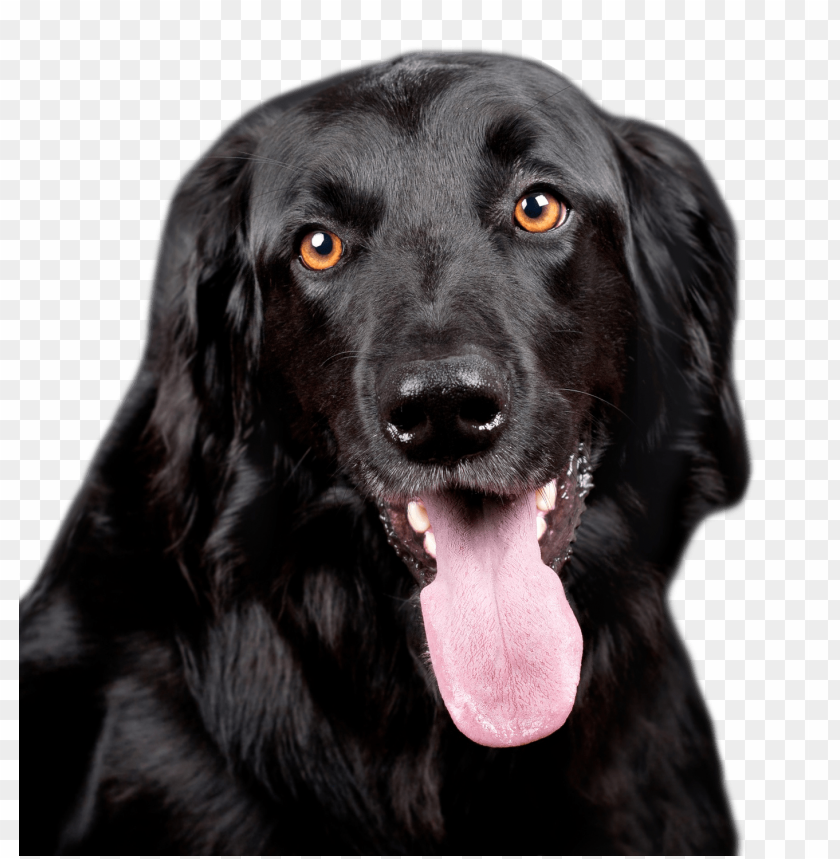 
dog
, 
pet
, 
animal
, 
black
