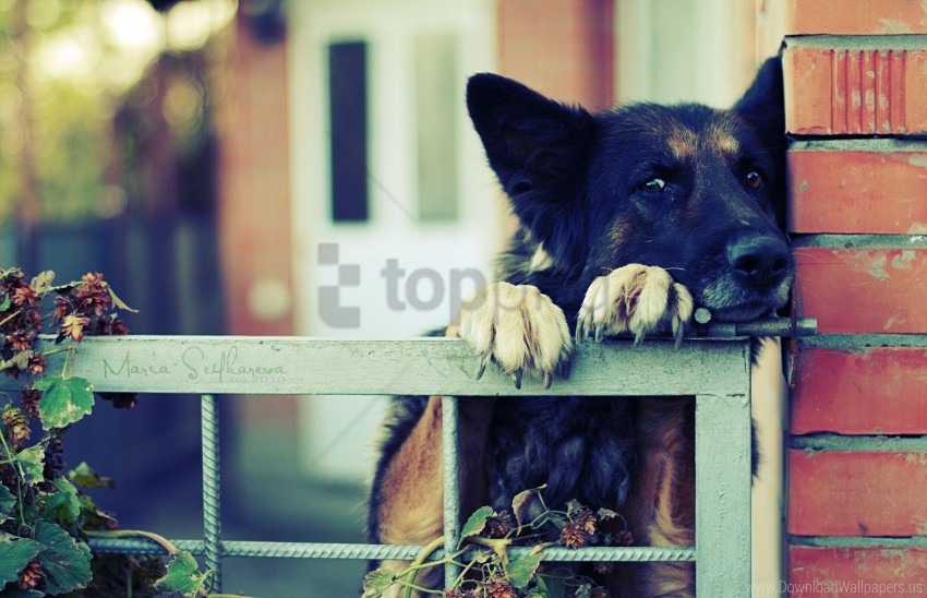 Black Dog Muzzle Shepherd Waiting Wallpaper PNG Transparent Background