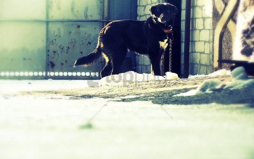 dog, black dog, outdoor, snow, winter, pet, animal