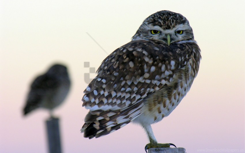 owl, bird, wildlife, nature, feathers, eyes, perched bird