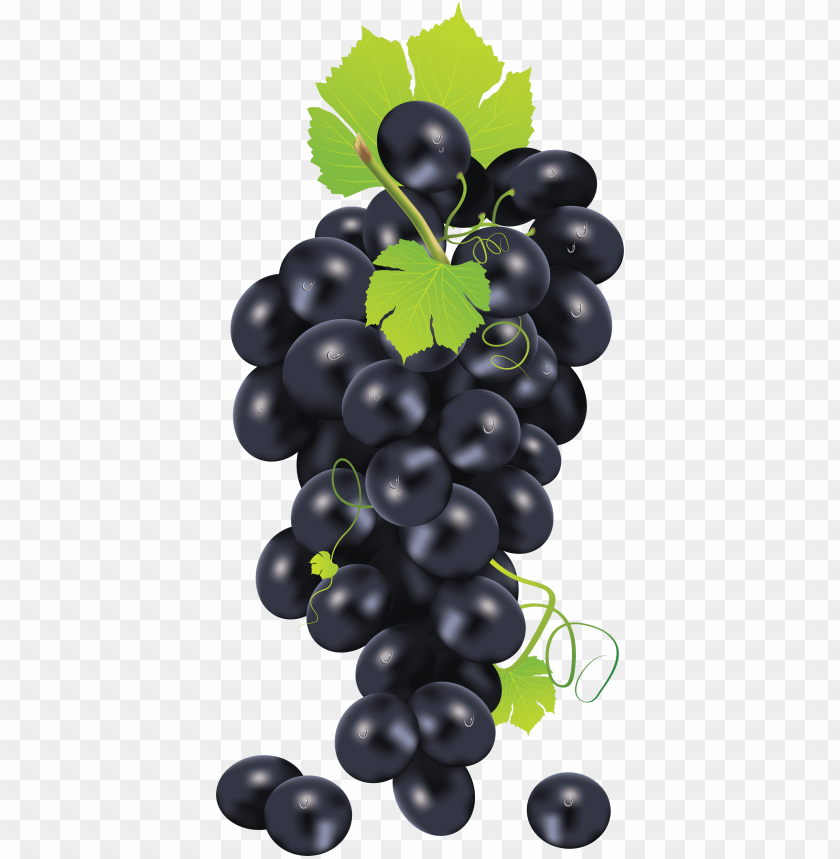 
grape
, 
berry
, 
grapes
, 
fruit
, 
black grapes
